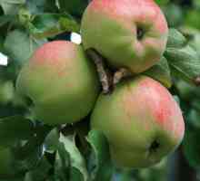 Mezi hlavní odrůdy jabloní pro střední pásmo Rusko