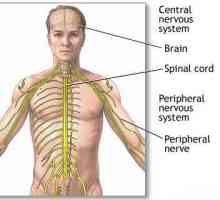 Hlavní typy lidské nervové soustavy