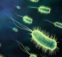 Отрицательная и положительная роль бактерий