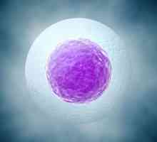 Autoskel vajíčka během časné fázi těhotenství: příčiny, příznaky, efekty