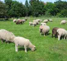 Овцеводство: бизнес-план. Овцеводство как бизнес от "а" до "я"