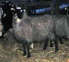 Овцы романовской породы, имеющие шерсть с голубоватым отливом