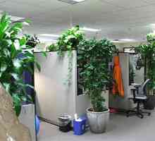 Ekologizaci kancelář: pravidla rostlinolékařská vhodných rostlin, kompatibilita rostlin a stylů