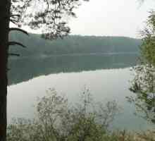 Lake blind v jehličnatého lesa