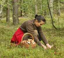 Памятка грибникам: правила лесного похода, сбор урожая и его приготовление