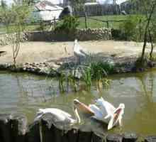 Park "Sunny Island" (Krasnodar): na koni, safari park, cena a adresa