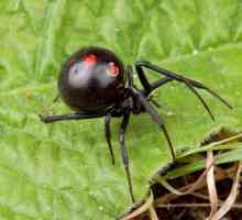 Паук черная вдова – хищник мира насекомых