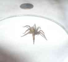 Pavouk v bytě je horší soused za zdí! Zbavit osmi nohama!