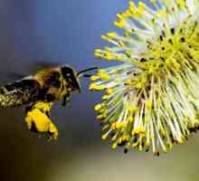 Bee obnozhka - zázračný lék