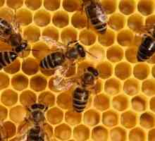 Včelí Podmore: terapeutické vlastnosti a kontraindikace. Že léčí včelí Podmore: recenze po aplikaci