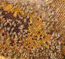 Ambrosia. Užitečné vlastnosti včelího produktu
