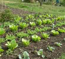 Период вегетации и его значение для овощеводства