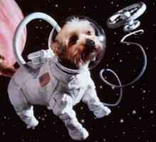 Первые животные в космосе. Белка и стрелка — собаки-космонавты