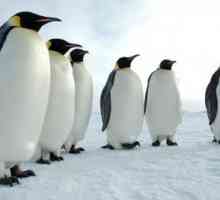 Пингвины - это птицы или животные? Вопросы и ответы