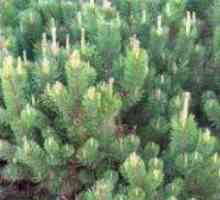 Pinus mugo – горная сосна: посадка и уход