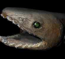 Плащеносная акула - выжившее ископаемое