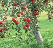 Plody jablek - nejčastější ovoce