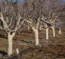 Bílení stromů na jaře: složení vápna