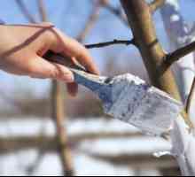Bílení ovocných stromů na podzim - je nezbytnou podmínkou pro klidnou zimní i jarní kvetení