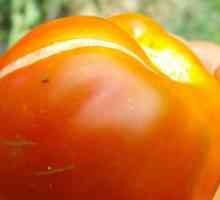 Proč bezva rajčata ve skleníku a otevřeném poli