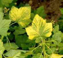 Почему у черной смородины желтеют листья? Причины болезни, методы лечения и профилактики