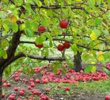 Příprava na zimní jablka, jdi, mráz, má drahá, a naše jabloně nedotýkejte