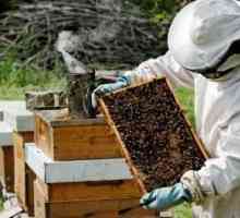 Подготовка к зимовке пчел: спокойно, сухо, тепло и с маткой