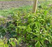 Hnojení v podzimních malin - potřebný postup ke zvýšení budoucí úrodu
