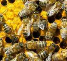 Поговорим о том, как пчёлы готовятся к зиме