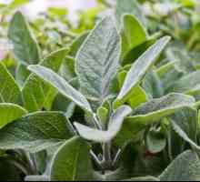 Užitečné vlastnosti a použití Salvia officinalis