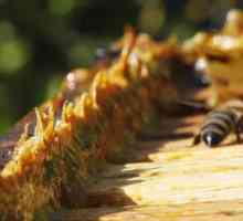 Užitečné vlastnosti propolisu - milost pro lidský organismus