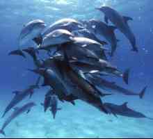 Половые органы дельфинов: описание