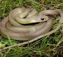 Полоз - змея неядовитая