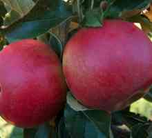 Polští jablka: odrůdy, fotografie a popis