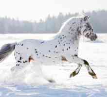 Порода аппалуза (лошадь): описание, особенности, уход, история происхождения и отзывы