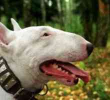 Bull Terrier Plemeno: recenze. Klady a zápory