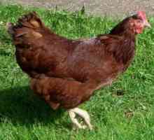 Plemeno Rodonit - slepičích vajec produkce s vysokým