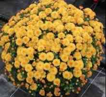 Výsadba chryzantémy na podzim: tipy profesionálové
