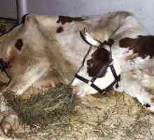 Послеродовой парез у коровы: лечение. Осложнения после родов у коров