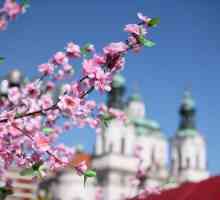 Praha v květnu: počasí a recenze. Co vidět v Praze v květnu?