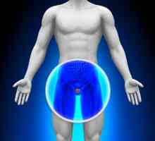 Prostata žláza - co to je? Funkce prostaty