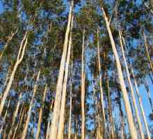 Použití eukalyptu: mízou set metrů stromu