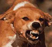 Příznaky vztekliny u psů: příznaky, léčba