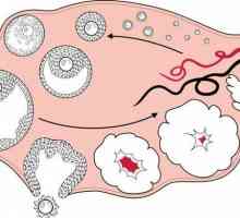 Známky ovulace a početí: rychlá fakta