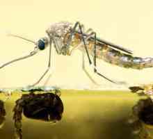 Продолжительность жизни комара - интересные подробности