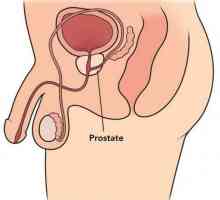 Prostata - je ... prostaty Masáže: Výhody