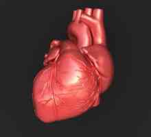 Srdeční vedení systém: struktura, funkce a anatomické a fyziologické funkce