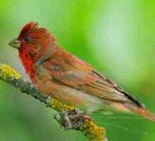 Птица чечевица - яркая пернатая со звонким голосом