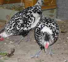 Пушкинская курица: фото, описание породы, отзывы