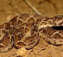 Пустынная змея эфа: описание, среда обитания и опасность для человека